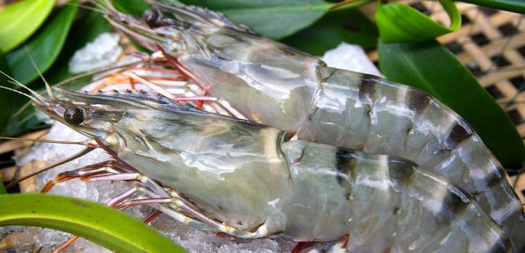 Tôm tươi là điều tiên quyết tạo nên món ăn ngon